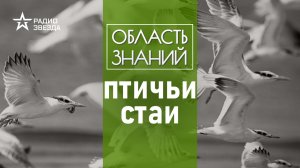 Как стаи птиц помогают кормиться другим животным? Лекция орнитолога Павла Квартального