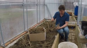 выращивание и хранение георгин