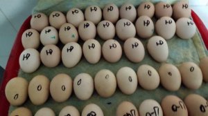 Подготовка  куриных яиц к инкубации