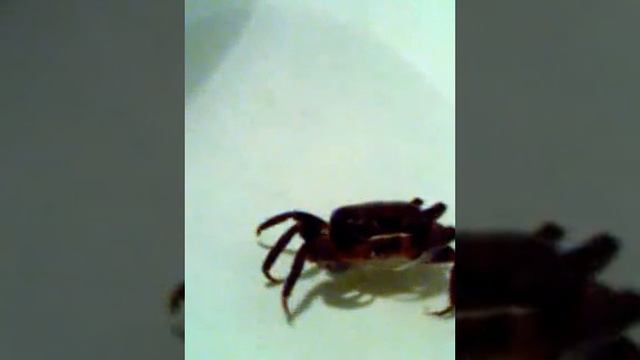 Краб Cardisoma armatum. смотреть онлайн