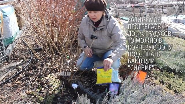 Гортензия метельчатая.  Обрезка весной