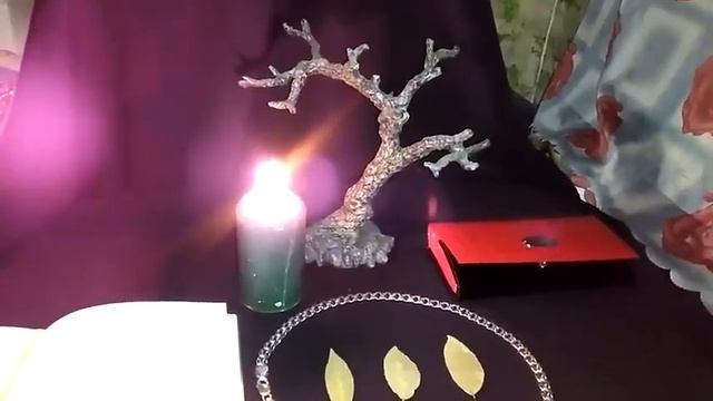 ЛАВР-ДАФНА НА ДЕНЬГИ. ДЛЯ ВСЕХ. ИНГА ХОСРОЕВА ВЕДЬМИНА ИЗБА #ведминаизба #ингахосроева