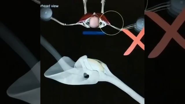 Разведение рук в сторону с гантелями лежа смотреть онлайн