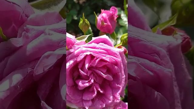 Роза Блю Герл /Blue Girl / Роза Клэр Маршалл / Claire Marshall смотреть онлайн