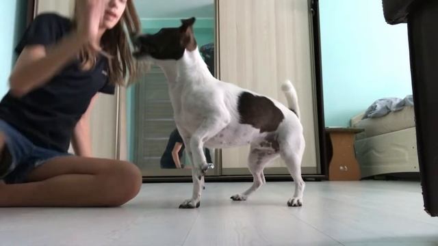 Какие Команды знает моя собака Юка?? смотреть онлайн