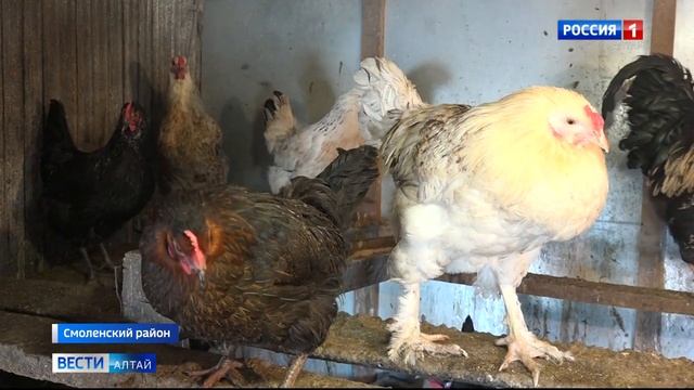 Жители Смоленского района стали реже держать свиней и коров смотреть онлайн