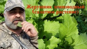 Жерушник земноводный (салатное растение)