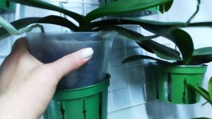 А надо ли снимать орхидеи для полива ? или как полить орхидеи расположенные на стене ?