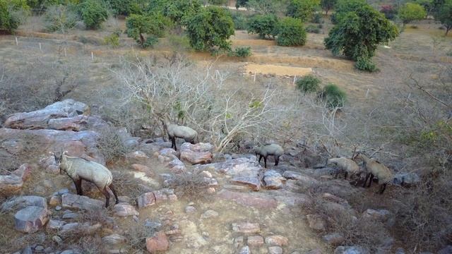 Голубые коровы Говардхана (съемка Ачинтья-кришны даса) смотреть онлайн