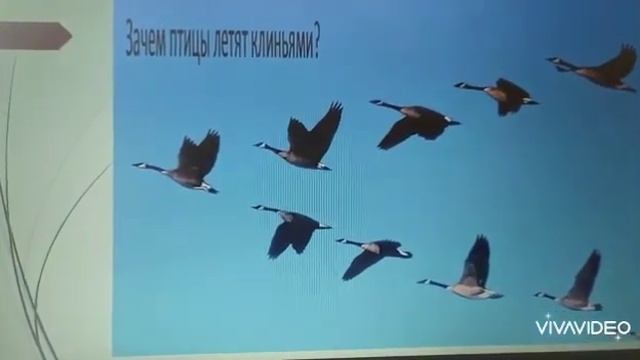 День птиц смотреть онлайн