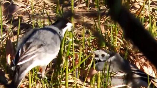 брачный сезон смотреть онлайн