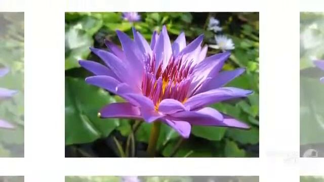 Цветы Кувшинка (Nymphaea flower)
