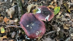 Russula turci (Сыроежка турецкая), October 22, 2021