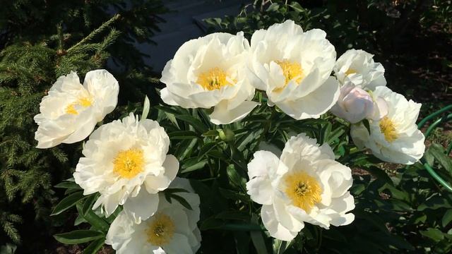 Пион Мисс Америка, peony Miss America. ВК группа "Пионы под Питером и др. многолетние" смотреть онлайн