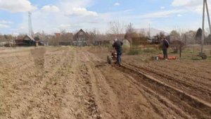 посадка картошки под мотоблок 2020г