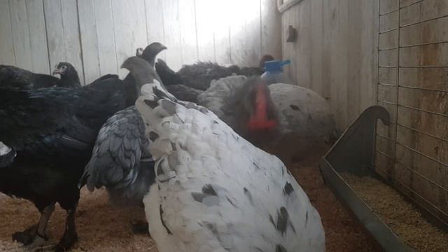 Куры породы Маранс/ Marans , молодняк 2020 годаголубо/медные, черно/медные, сплеш смотреть онлайн