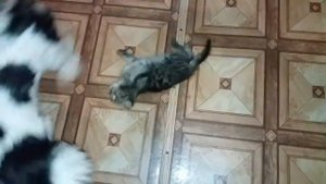 ЖЕСТЬ 🐶🐈 СОБАКА 🐕🦺 ЗАГРЫЗЛА КОШКУ 🐶🐈 DIY