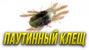 Паутинный клещ - профилактика и защита растений