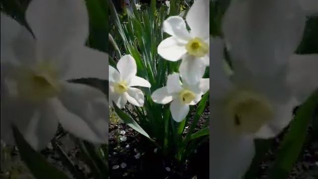 Нарцисы