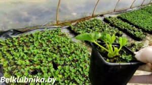 ? Как посадить клубнику весной?  ? Как получить урожай в год посадки? Таблица СЗР. Belklubnika.by