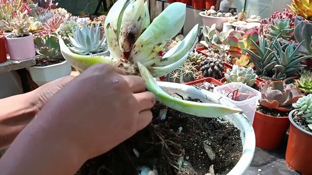 ECHEVERIA MEXICAN GIANT #rescatesuculennto #suculentas #echeveria смотреть онлайн