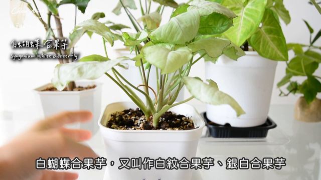 這十款合果芋美麗又好養🌿綠化居家｜新手植物 An introduction to ten arrowplants that are beautiful and easy to grow смотреть онлайн
