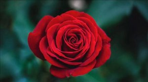 Красой затмила ты, Омар Хаям