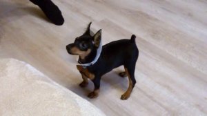 Тайсон цвергпинчер 2,5месяца