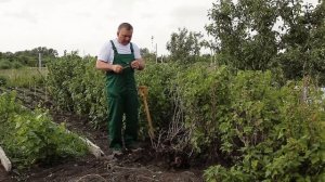 Почему засохла смородина?