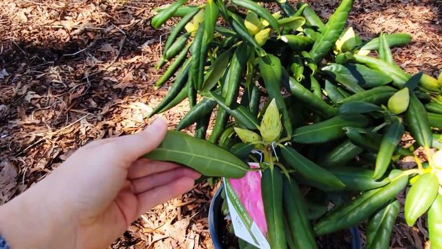 How To Plant A Rhododendron In Clay Soil | Heat Tolerant Dandy Man Pink смотреть онлайн
