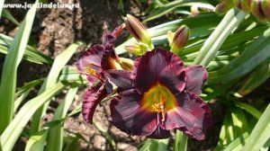 Цветение сортового лилейника BLACK LAPIS в саду www.jardindelux.ru