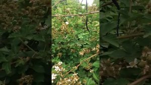 Ежемалина, очень полезная.