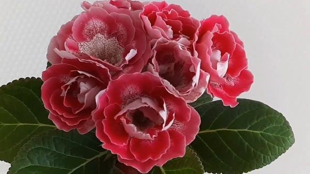 Глоксиния АК-Сиеста смотреть онлайн