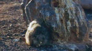 Дикая природа Чили | Nat geo wild