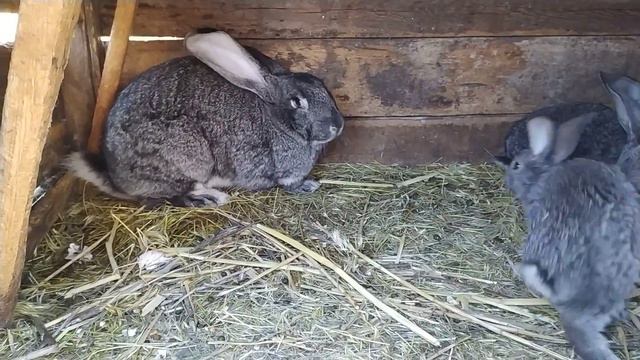 Сельские новости//Жизнь в деревне!!!