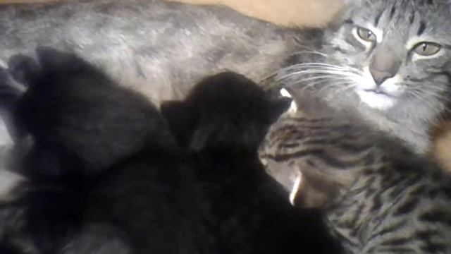 Молодая КОШКА-МАМА кормит котят. смотреть онлайн