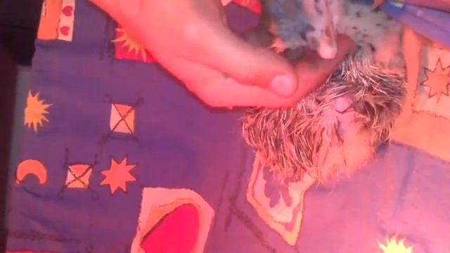 Птенец страуса смотреть онлайн