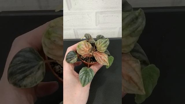 пеперомия каперата триколор смотреть онлайн