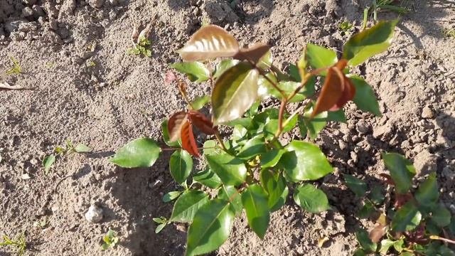 "SOS" - Розы в опасности//Кто подгрызает бутоны у роз//Срочная обработка????04.06.23 смотреть онлайн