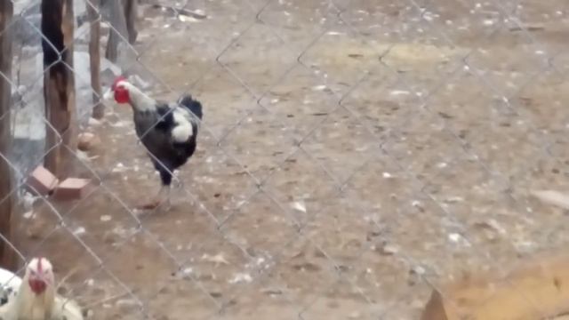 Юрловские в Орле смотреть онлайн