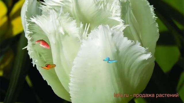 Тюльпан бахромчатая Сигначер (tulipa tyulpan) ? обзор: как сажать, луковицы тюльпаны Сигначер смотреть онлайн