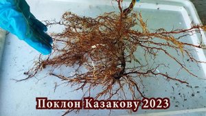 Виды саженцев ежевики и малины на весну 2024. Пригород Воронежа.