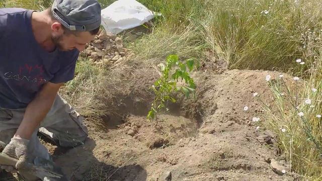 Макс садит Ореховое дерево смотреть онлайн