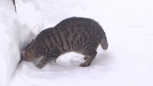Бенгальская Кошка впервые видит снег. смотреть онлайн