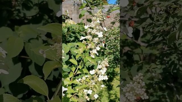 Гортензия Киушу. ЛПХ "Хочу свой сад" смотреть онлайн