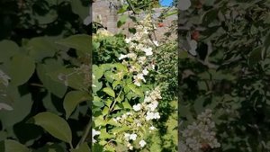 Гортензия Киушу. ЛПХ "Хочу свой сад"