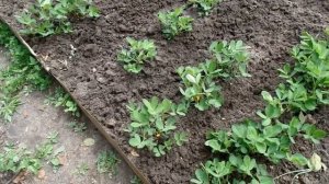 Мастер класс как посадить и вырастить арахис в дачном огороде Дачный мастер на все руки