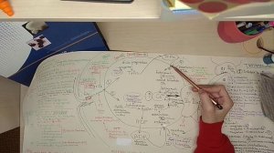 1. Тромбоцитарно-сосудистый гемостаз