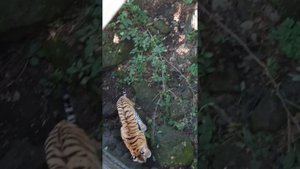 Сбылась мечта увидела тигра Амура. Посетила Приморский сафари-парк, изучила анатомию львов. 2022 год