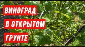 Виноград в открытом грунте
